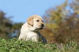 LABRADOR 298